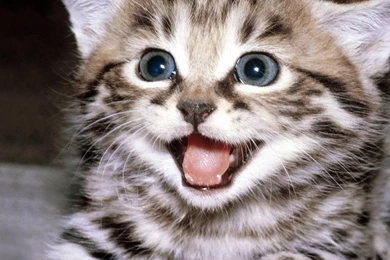 How Beautiful Are You   Cats Wallpapers (1920x1080) (52459)