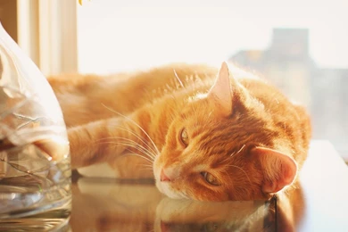 Beautiful orange cat animal hd wallpaper 1920x1080 11584.jpg