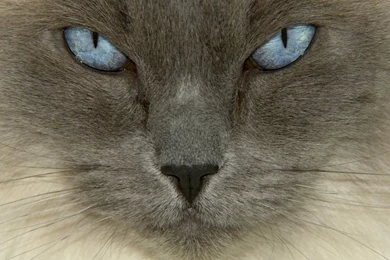 Top Beautiful Animal Cat Images For Pinterest