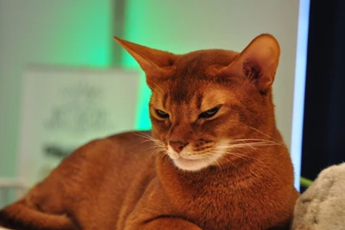 Download Wallpapers 1920x1080 Somali Cat, Face, Lie, Beautiful ...