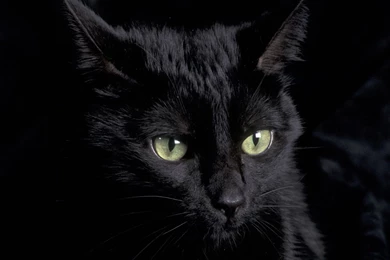 Wallpapers Black Cat