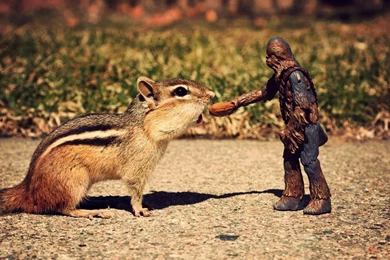 Animals Peanuts Chewbacca Chipmunks Action Figures Wallpapers