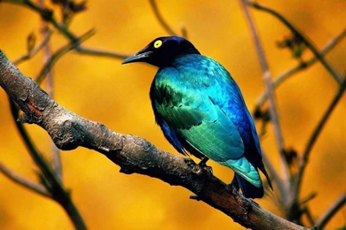 Beautiful HD Wallpapers : Birds Wallpapers HD 1080P