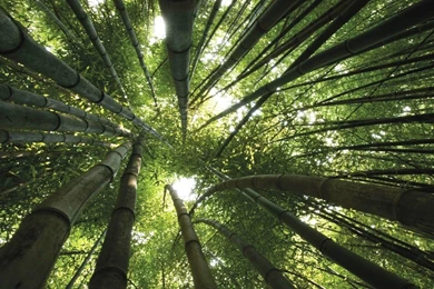 Top Bamboo Field Hd1080p Hd Images For Pinterest