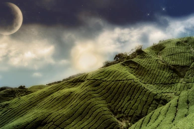 Beautiful Landscape Plantation Hd1080p   (