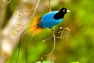 Beautiful Bird HD 1080p Wallpapers