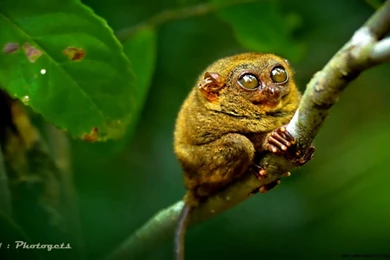 Macro Photography Animals Wallpapers Hd 1080P