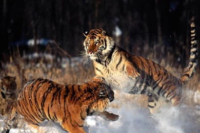 Angry Tiger Fighting Photography Wallpapers 1080p Wide HD For ...