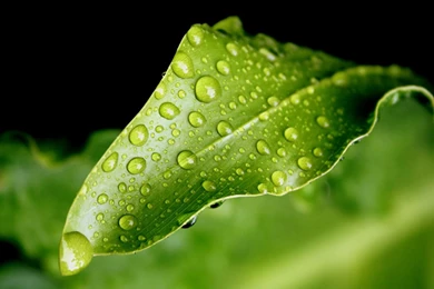 12 Natural Green Wallpapers Of Leaves And Grass