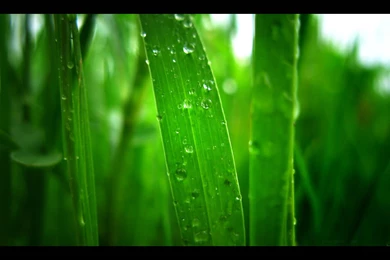 Green Field Wallpapers 4331 HD Wallpapers