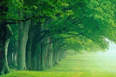 Green nature wallpapers