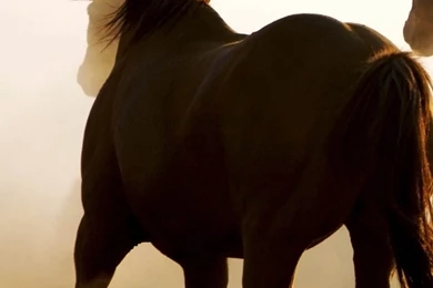 Sony Xperia Z1, ZL, Z, Samsung Galaxy S4, HTC One Cowboy ...