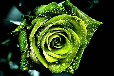 Green Colour Wallpapers   Wallpapers HD Fine