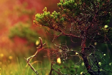 iPhone 6s Nature Grass Wallpapers HD • IPhones Wallpapers