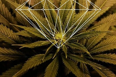 Wallpapers iPhone 5 (diamond,weed)