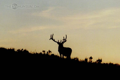 The DIY Hunter   2011   Computer Desktop Wallpapers Hunting Photos