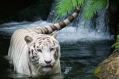 Animal Wallpapers HD