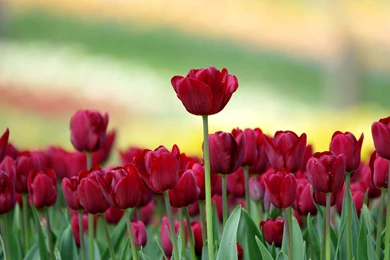 Nature Flowers Wallpapers Hd   Wallpapers HD Wide