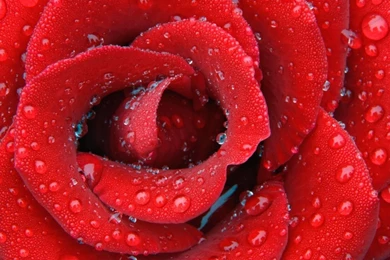 Red Rose Wallpapers.