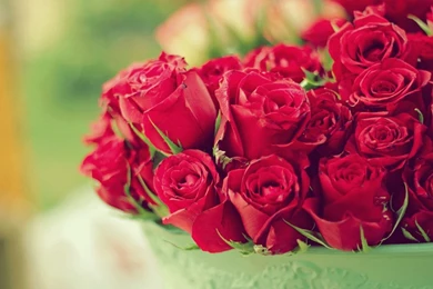 Pictures Of Flowers Roses And Wallpapers Download