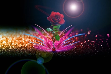 Rose Flower Download   Widescreen HD Wallpapers