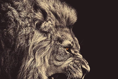 Apple_wallpaper_angry lion2_ipad_retina_parallax.jpg