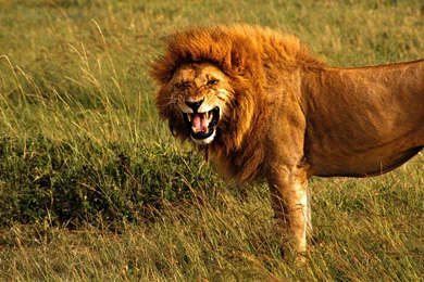 Top Angry Female Lion Wallpaper Images For Pinterest