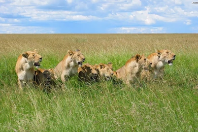 YouWall   Wild Lions Wallpapers   Wallpaper,wallpapers,free ...