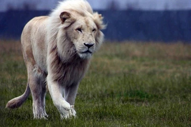 Free Lion Wallpapers