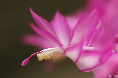 Full Hd Flowers Wallpapers   Wallpapers HD Wide