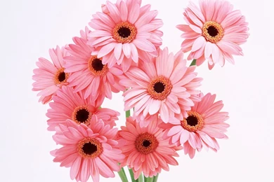 World's Top 100 Beautiful Flowers Images Wallpapers Photos Free ...