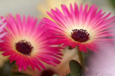 Livingstone Daisy HD Wallpapers (1920+1600 ) 28   Wallcoo.net