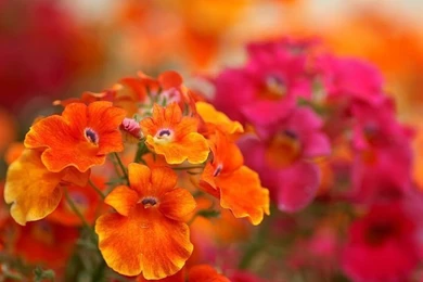 Red Flowers   HD Flower Wallpapers 1   Wallcoo.net