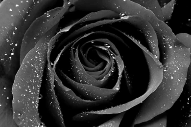 Black Rose Flower Wallpapers