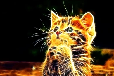 Top Hd 1920x1080 Cute Kitty Images For Pinterest