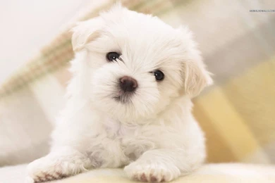 Puppy Wallpapers