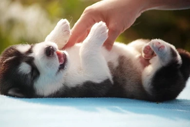 Two Cute Baby Siberian Husky Puppies Wallpapers Picture 1600x1200PX ...