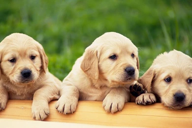 Labrador Puppy Pictures   Wallpapers High Definition