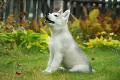 Download Husky Puppy Wallpapers Photo