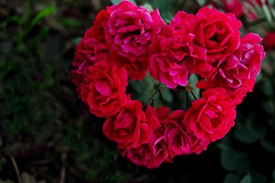 Download Free Red Rose Wallpapers