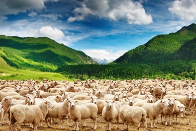 Sheep 4k Ultra HD Wallpapers