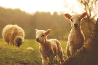 Sheep Computer Wallpapers, Desktop Backgrounds