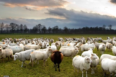 Black Sheep Photo, Animals Picture – National Geographic Photo Of ...