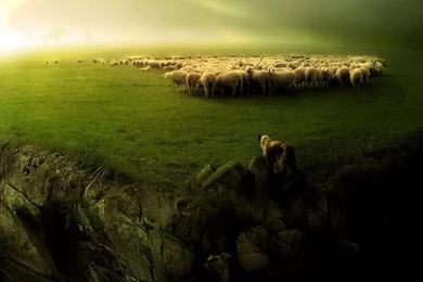 Sheep Desktop Wallpapers   , New Wallpapers, New Wallpapers