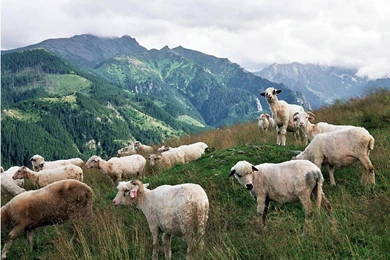 Sheep Wallpapers   Animals Town