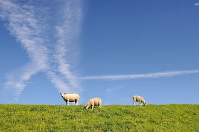 Sheep Wallpapers   Animal Wallpapers