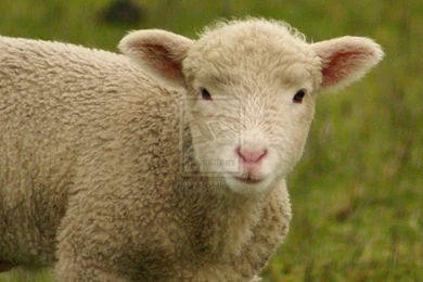 Sheep   Wallpaper.