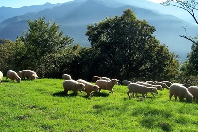 Sheep Computer Wallpapers, Desktop Backgrounds