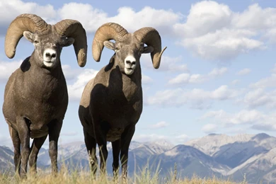 Bighorn Sheep Desktop Wallpapers   , New Wallpapers, New Wallpapers