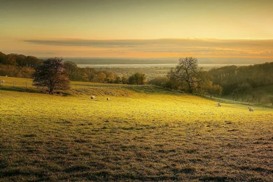 Grazing Sheep Wallpapers   Animal Wallpapers